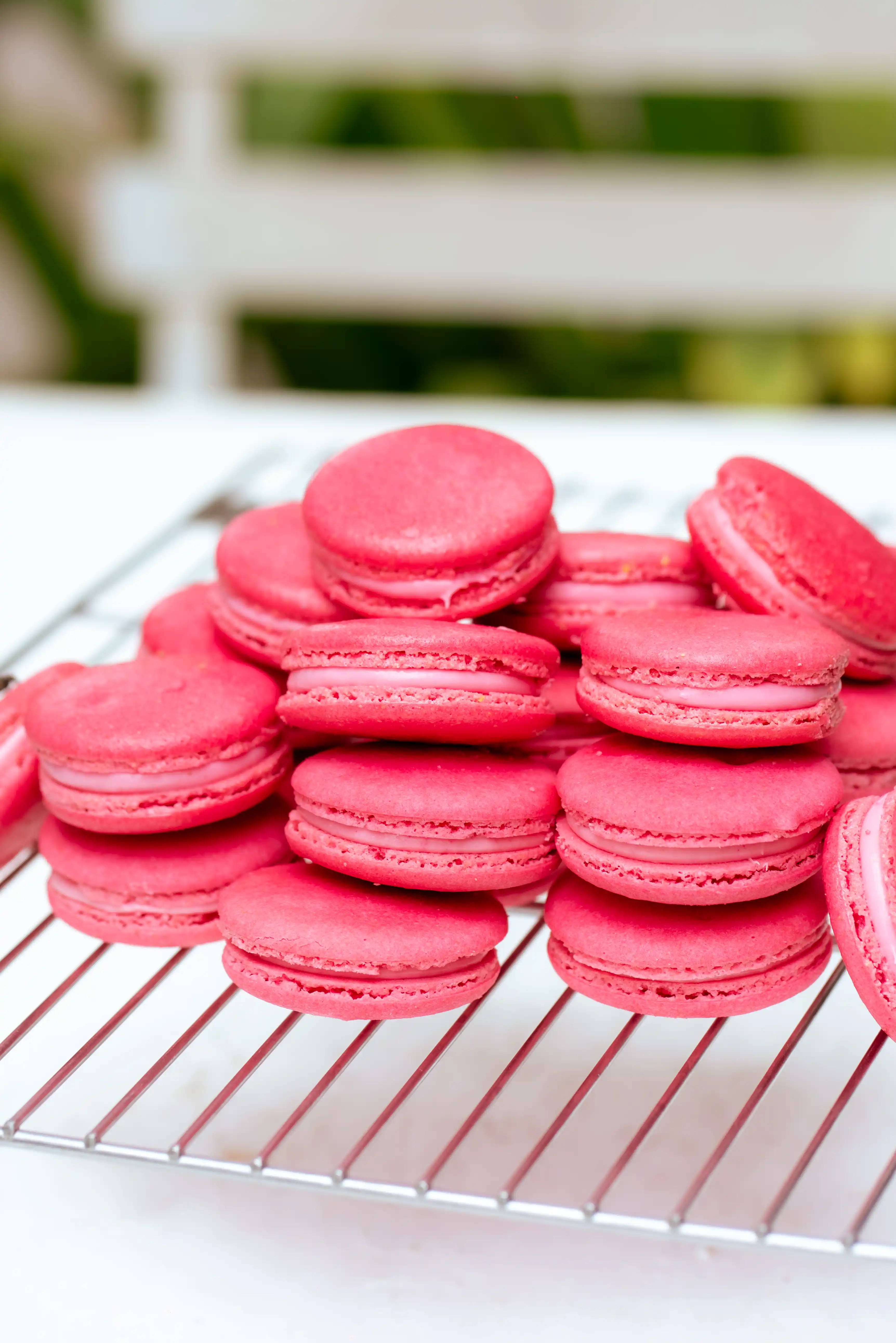 Rose Macarons